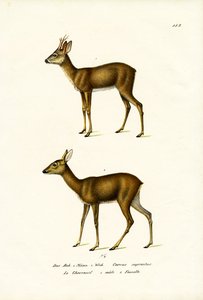 Roe Deer, 1824 by Karl Joseph Brodtmann